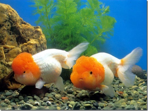 ca vang ranchu 1