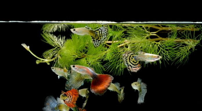 guppies sep072018 min